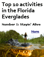 Other than the alligators, Nile and American crocodiles, snakes, snapping turtles, Burmese pythons and panthers, you have nothing to worry about when visiting Florida.